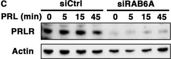 Fig.6.C showing Western Blotting in a Mus musculus (House mouse) sample from the publication: RAB6 GTPase regulates mammary secretory function by controlling the activation of STAT5.