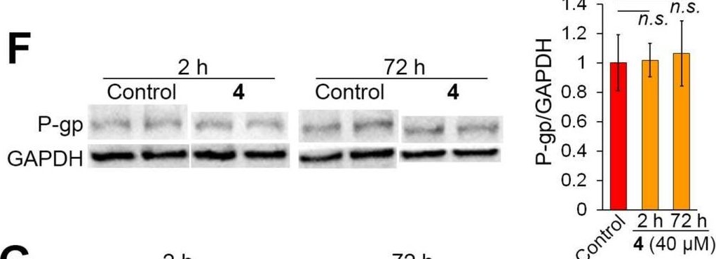 Fig.4.F showing Western Blotting in a Homo sapiens (Human) sample from the publication: Soloxolone N-3-(Dimethylamino)propylamide Restores Drug Sensitivity of Tumor Cells with Multidrug-Resistant Phenotype via Inhibition of P-Glycoprotein Efflux Function.