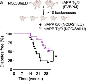 Fig.2.A from the publication: Islet amyloid disrupts MHC class II antigen presentation and delays autoimmune diabetes in NOD mice.