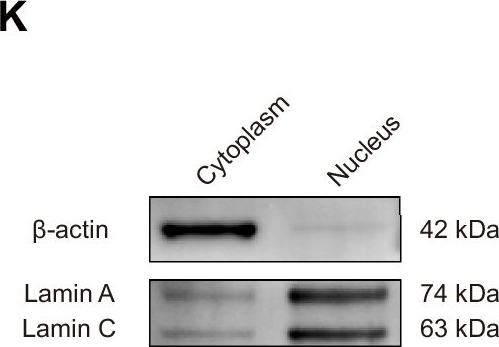 Fig.3.K showing Western Blotting from the publication: Amphotericin B promotes respiratory viral entry by enhancing late endosomal maturation and fusion via glucocerebrosidase-mediated ceramide remodeling.