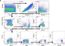 Fig.2.B showing Flow cytometry/Cell sorting in a Homo sapiens (Human) sample from the publication: Expression Profile of Human Fc Receptors in Mucosal Tissue: Implications for Antibody-Dependent Cellular Effector Functions Targeting HIV-1 Transmission.