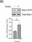 Fig.5.B showing Western Blotting from the publication: β2-Chimaerin, a GTPase-Activating Protein for Rac1, Is a Novel Regulator of Hepatic Insulin Signaling and Glucose Metabolism.