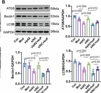 Fig.5.B showing Western Blotting from the publication: An oral-gut microbial metabolite links Fusobacterium nucleatum to aggravated myocardial ischemia-reperfusion injury.