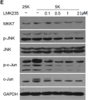 Fig.3.E showing Western Blotting from the publication: Inhibition of HDAC4 Attenuated JNK/c-Jun-Dependent Neuronal Apoptosis and Early Brain Injury Following Subarachnoid Hemorrhage by Transcriptionally Suppressing MKK7.