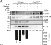 Fig.2.A showing Western Blotting from the publication: Early endosome autoantigen 1 regulates IL-1β release upon caspase-1 activation independently of gasdermin D membrane permeabilization.