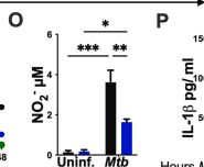 Fig.1.O showing Enzyme-linked immunosorbent assay from the publication: The inhibition of TXNRD1 by methylglyoxal impairs the intracellular control of Mycobacterium tuberculosis.