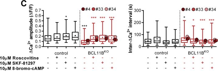 Fig.2.C from the publication: Dysfunction of cAMP-Protein Kinase A-Calcium Signaling Axis in Striatal Medium Spiny Neurons: A Role in Schizophrenia and Huntington's Disease Neuropathology.