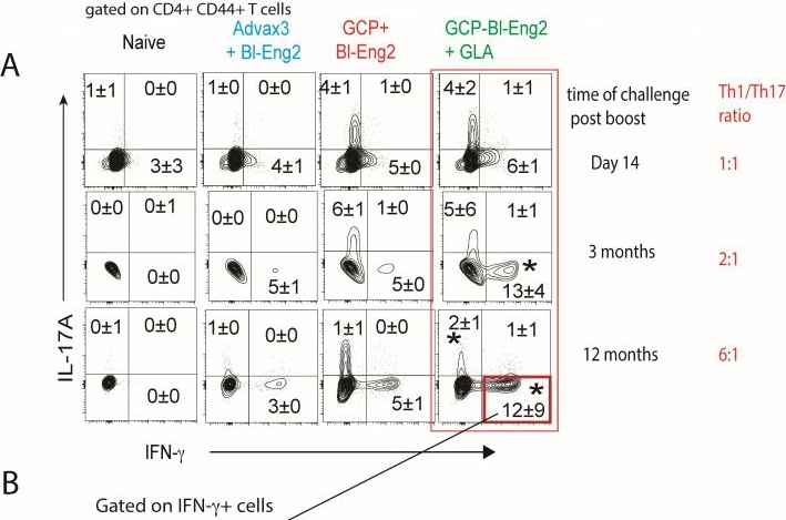 Fig.3.A showing Flow cytometry/Cell sorting in a Mus musculus (House mouse) sample from the publication: Combination adjuvants drive long-lived plastic Th17 cells that convert to multi-functional Th1 cells and protect mice against fungal infection.