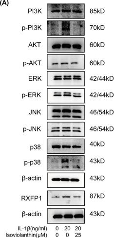 Fig.7.A showing Western Blotting from the publication: Isoviolanthin suppresses IL-1β-induced inflammatory and catabolic responses in chondrocytes.