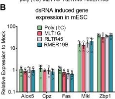 Fig.6.B from the publication: PARP1 inhibition in naïve mouse embryonic stem cells induces viral mimicry.
