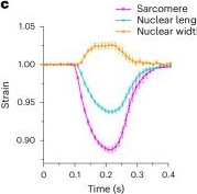Fig.1.C from the publication: Microtubule forces drive nuclear damage in LMNA cardiomyopathy.