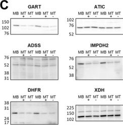 Fig.1.C showing Western Blotting in a Rattus norvegicus (Rat) sample from the publication: Diverse Inhibitors of De Novo Purine Synthesis Promote AICAR-Induced AMPK Activation and Glucose Uptake in L6 Myotubes.