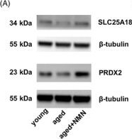 Fig.6.A showing Western Blotting in a Mus musculus (House mouse) sample from the publication: Nicotinamide mononucleotide supplementation rescues mitochondrial and energy metabolism functions and ameliorates inflammatory states in the ovaries of aging mice.