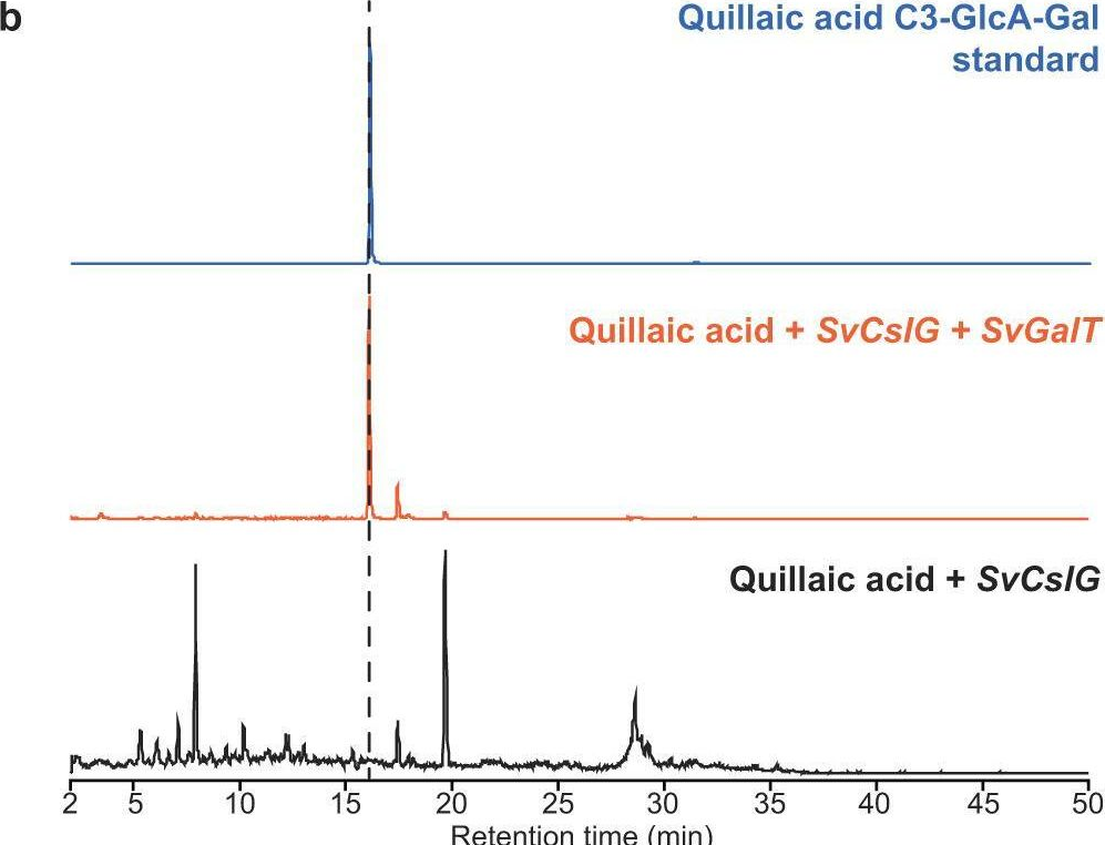 Fig.5.B from the publication: Deciphering triterpenoid saponin biosynthesis by leveraging transcriptome response to methyl jasmonate elicitation in Saponaria vaccaria.