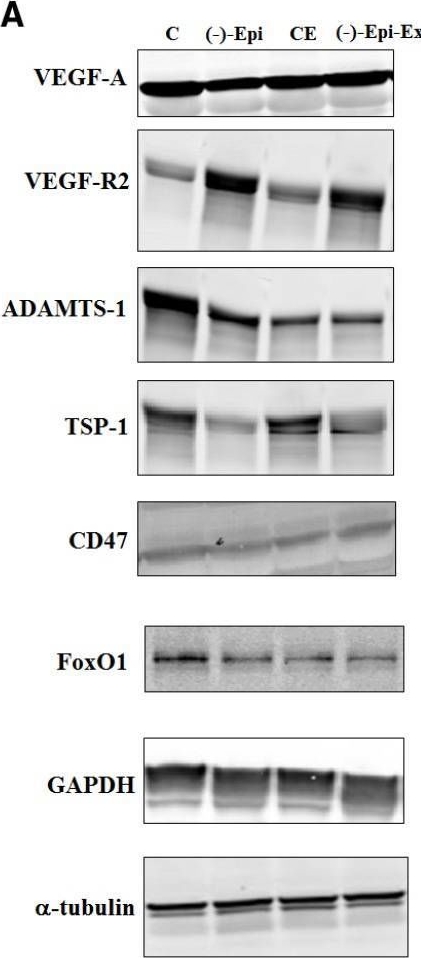 Fig.2.A showing Western Blotting from the publication: (-)-Epicatechin combined with 8 weeks of treadmill exercise is associated with increased angiogenic and mitochondrial signaling in mice.