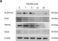 ALDH1A1 (D9J7R) XP® Rabbit mAb | Cell Signaling Technology