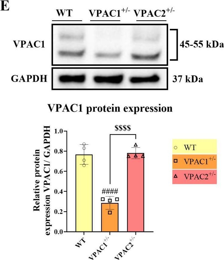 Fig.1.E showing Western Blotting from the publication: VPAC1 and VPAC2 Receptor Heterozygosity Confers Distinct Biological Properties to BV2 Microglial Cells.