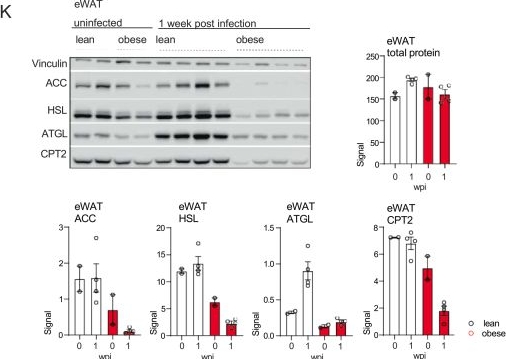 Fig.1.K showing Western Blotting in a Mus musculus (House mouse) sample from the publication: Chronic viral infection aggravates white adipose tissue dysfunction and liver pathology in obesity.