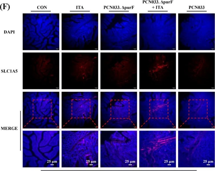 Fig.5.F showing Immunocytochemistry-immunofluorescence from the publication: Itaconic Acid Directly Binds to the Cysteine Residue of PurF: A Novel Mechanism for Inhibiting Purine Metabolism in Porcine Pathogenic Escherichia coli.