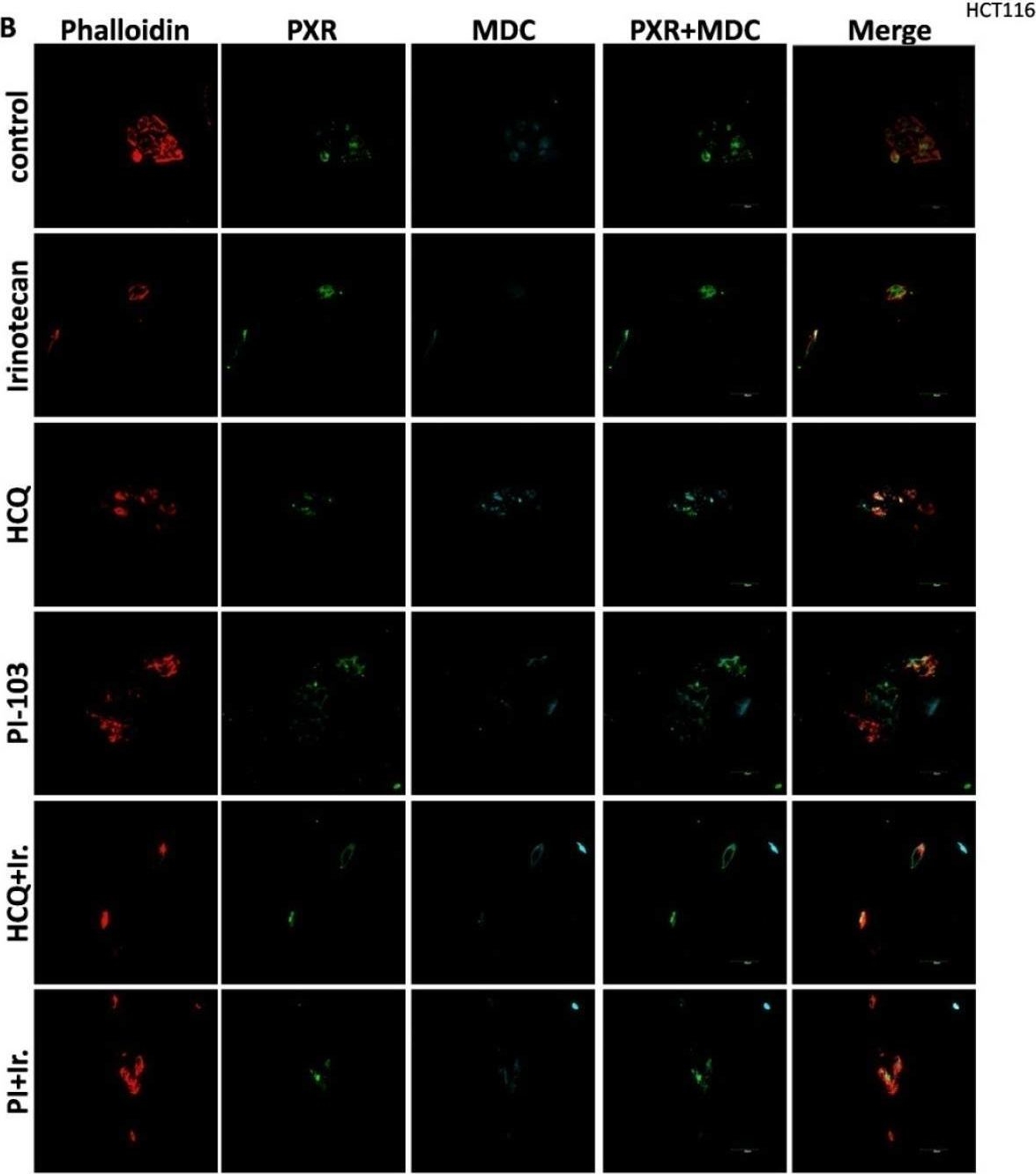 Fig.4.B showing Immunocytochemistry-immunofluorescence in a Homo sapiens (Human) sample from the publication: Autophagy and PXR Crosstalk in the Regulation of Cancer Drug Metabolism and Resistance According to Gene Mutational Status in Colorectal Cancer.