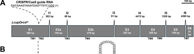 Fig.7.A from the publication: Genetic and behavioral analyses suggest that larval and adult stages of Lucilia cuprina employ different sensory systems to detect rotten beef.