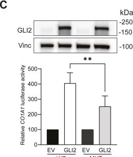 Fig.3.C showing Western Blotting in a Homo sapiens (Human) sample from the publication: Paracrine regulation of pancreatic cancer cell response to chemotherapy by GLI2-collagen I signaling.