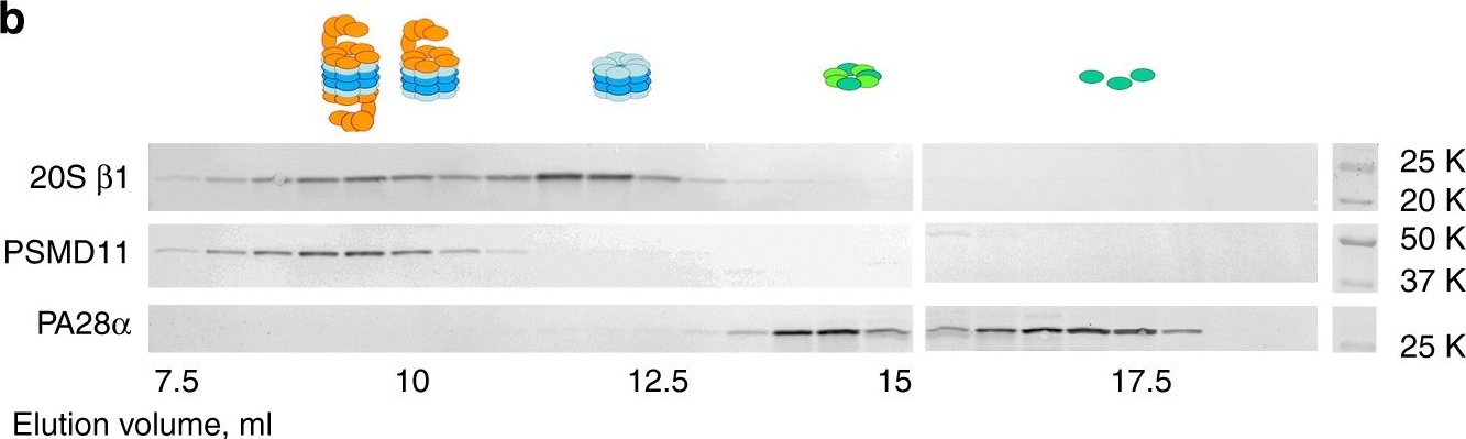 Fig.1.B showing Western Blotting in a Mus musculus (House mouse) sample from the publication: Increased proteasomal activity supports photoreceptor survival in inherited retinal degeneration.