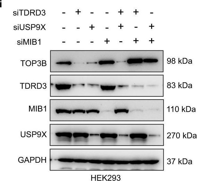 Fig.4.I showing Western Blotting from the publication: The TDRD3-USP9X complex and MIB1 regulate TOP3B homeostasis and prevent deleterious TOP3B cleavage complexes.