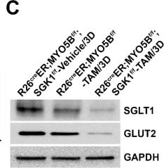 Fig.12.C showing Western Blotting in a Mus musculus (House mouse) sample from the publication: Loss of Serum Glucocorticoid-Inducible Kinase 1 SGK1 Worsens Malabsorption and Diarrhea in Microvillus Inclusion Disease (MVID).