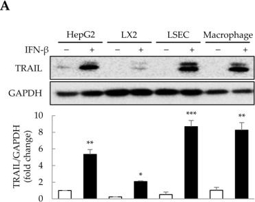 Fig.3.A showing Western Blotting in a Homo sapiens (Human) sample from the publication: Interferon-β Overexpression in Adipose Tissue-Derived Stem Cells Induces HepG2 and Macrophage Cell Death in Liver Tumor Organoids via Induction of TNF-Related Apoptosis-Inducing Ligand Expression.