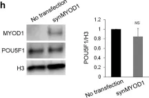 Fig.1.H showing Western Blotting in a Homo sapiens (Human) sample from the publication: Efficient differentiation of human pluripotent stem cells into skeletal muscle cells by combining RNA-based MYOD1-expression and POU5F1-silencing.