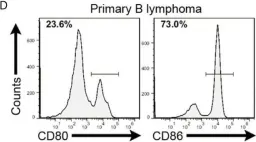 Fig.2.D showing Flow cytometry/Cell sorting from the publication: Chimeric CTLA4-CD28-CD3z T Cells Potentiate Antitumor Activity Against CD80/CD86-Positive B Cell Malignancies.
