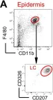 Fig.1.A showing Flow cytometry/Cell sorting from the publication: Fate mapping analysis reveals a novel murine dermal migratory Langerhans-like cell population.
