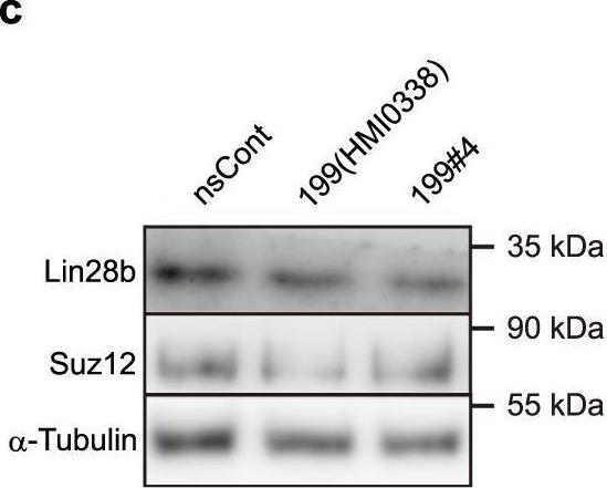 Fig.3.C showing Western Blotting from the publication: MiR-199-3p enhances muscle regeneration and ameliorates aged muscle and muscular dystrophy.