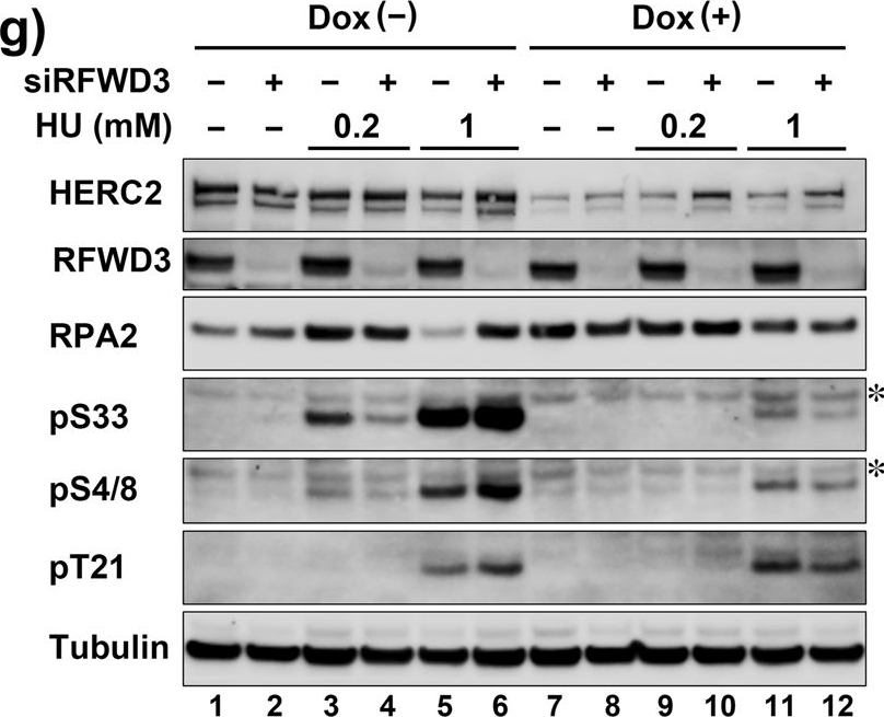 Fig.3.G showing Western Blotting in a Homo sapiens (Human) sample from the publication: HERC2 regulates RPA2 by mediating ATR-induced Ser33 phosphorylation and ubiquitin-dependent degradation.