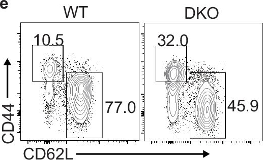 Fig.1.E showing Flow cytometry/Cell sorting in a Mus musculus (House mouse) sample from the publication: The E3 ligases Itch and WWP2 regulate autoimmune neuroinflammation by controlling TH2 to TH17 cell conversion via interleukin-4-STAT5 axis in mice.