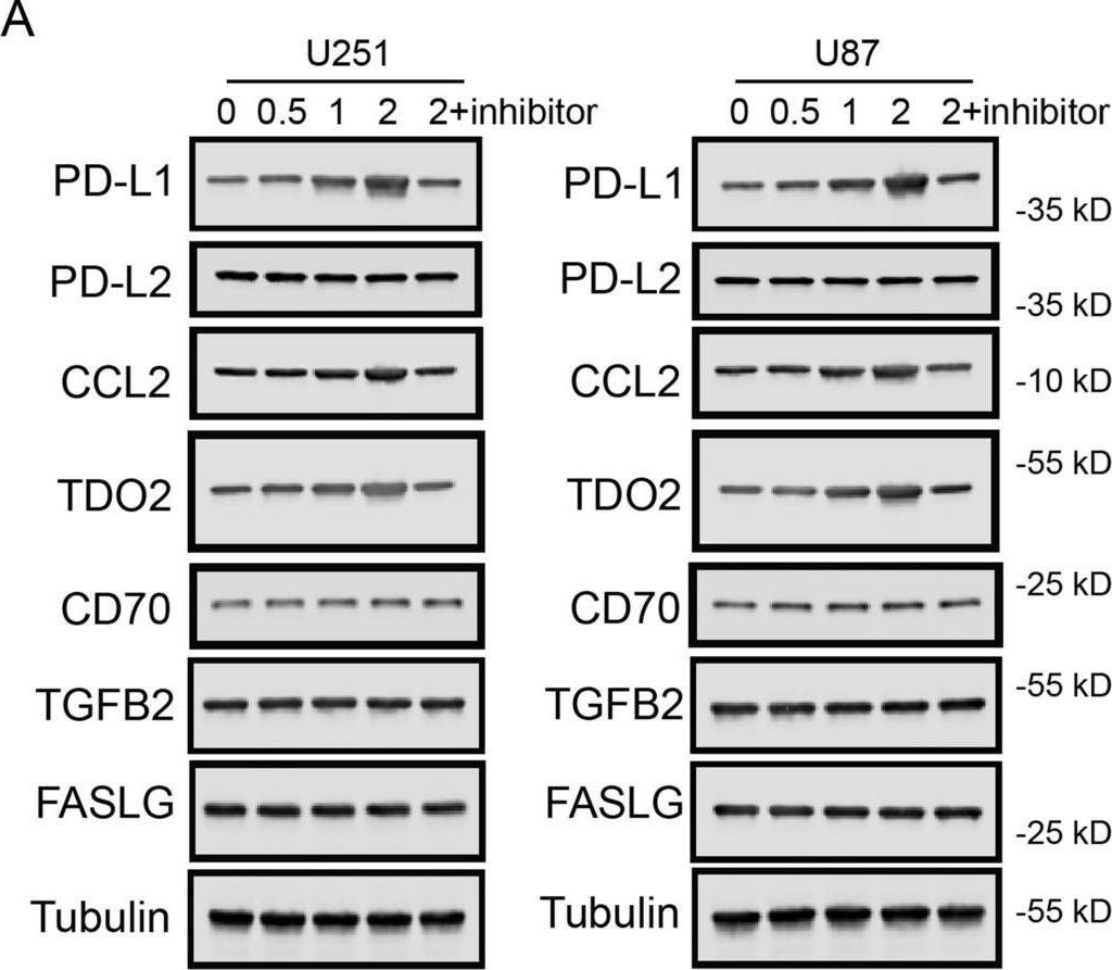 Fig.5.A showing Western Blotting in a Homo sapiens (Human) sample from the publication: CYB561D2 up-regulation activates STAT3 to induce immunosuppression and aggression in gliomas.