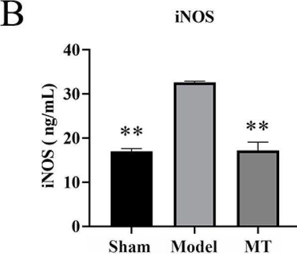 Fig.5.B showing Enzyme-linked immunosorbent assay from the publication: Melatonin Delays Arthritis Inflammation and Reduces Cartilage Matrix Degradation through the SIRT1-Mediated NF-κB/Nrf2/TGF-β/BMPs Pathway.