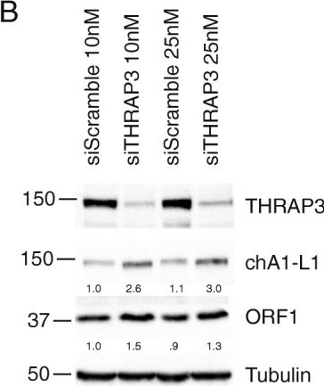Fig.2.B showing Western Blotting in a Homo sapiens (Human) sample from the publication: A re-evaluation of LINE-1 ORF2 expression in LNCaP prostate cancer cells.