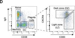 Fig.1.D showing Flow cytometry/Cell sorting from the publication: Epstein-Barr virus induces germinal center light zone chromatin architecture and promotes survival through enhancer looping at the BCL2A1 locus.