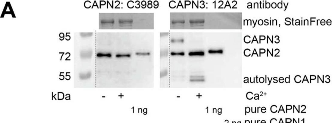 Fig.1.A showing Western Blotting in a Rattus norvegicus (Rat) sample from the publication: Calpain-3 Is Not a Sodium Dependent Protease and Simply Requires Calcium for Activation.
