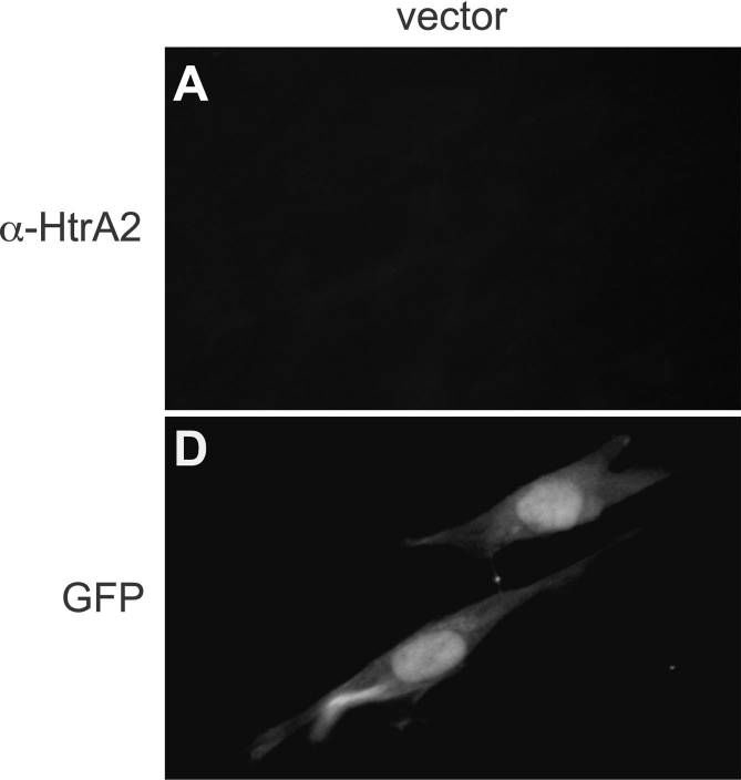 Fig.7.A showing Immunocytochemistry-immunofluorescence from the publication: HtrA2/Omi terminates cytomegalovirus infection and is controlled by the viral mitochondrial inhibitor of apoptosis (vMIA).