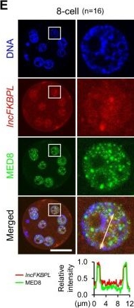 Fig.4.E showing Immunocytochemistry-immunofluorescence from the publication: A long noncoding RNA with enhancer-like function in pig zygotic genome activation.