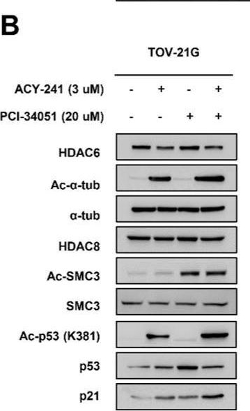 Fig.5.B showing Western Blotting from the publication: HDAC8-Selective Inhibition by PCI-34051 Enhances the Anticancer Effects of ACY-241 in Ovarian Cancer Cells.