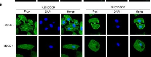 Fig.5.H showing Immunocytochemistry-immunofluorescence in a Homo sapiens (Human) sample from the publication: DHCR24 Drives Ovarian Cancer Chemoresistance Through Lipid Raft-mediated P-gp Stabilization and STAT3 Activation.