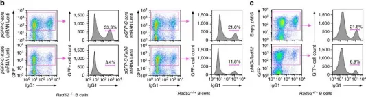 Fig.8.B,C showing Flow cytometry/Cell sorting in a Mus musculus (House mouse) sample from the publication: Rad52 competes with Ku70/Ku86 for binding to S-region DSB ends to modulate antibody class-switch DNA recombination.