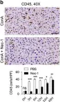 Fig.5.B showing Immunohistochemistry-paraffin in a Mus musculus (House mouse) sample from the publication: Divergent effects of RIP1 or RIP3 blockade in murine models of acute liver injury.
