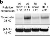 Fig.4.B showing Western Blotting from the publication: Osteoblastic glucocorticoid signaling exacerbates high-fat-diet- induced bone loss and obesity.