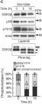 Fig.3.C showing Western Blotting from the publication: In vivo regulation of glycogen synthase kinase 3β activity in neurons and brains.