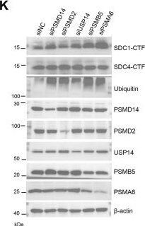 Fig.1.K showing Western Blotting from the publication: Andrographolide targets syndecan4 to impair its interaction with syntenin and inhibits the biogenesis of small extracellular vesicles.